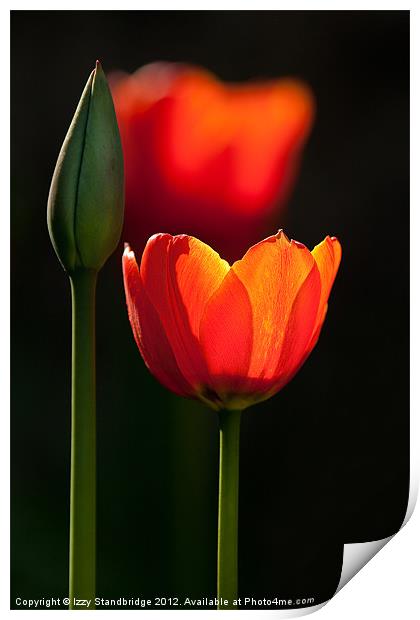 Backlit tulips Print by Izzy Standbridge