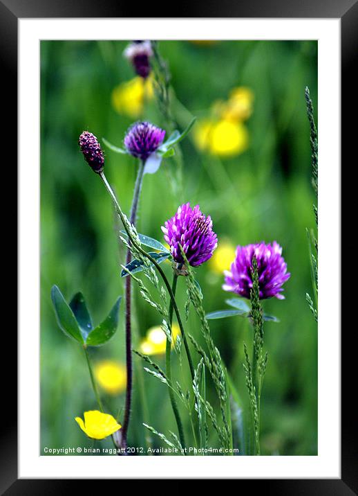 In the Meadow Framed Mounted Print by Brian  Raggatt