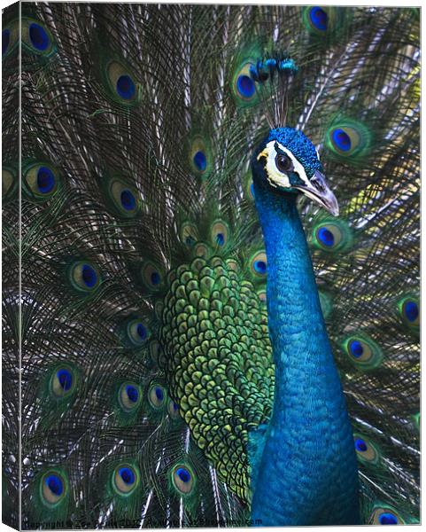 Male Peacock Canvas Print by Zoe Ferrie