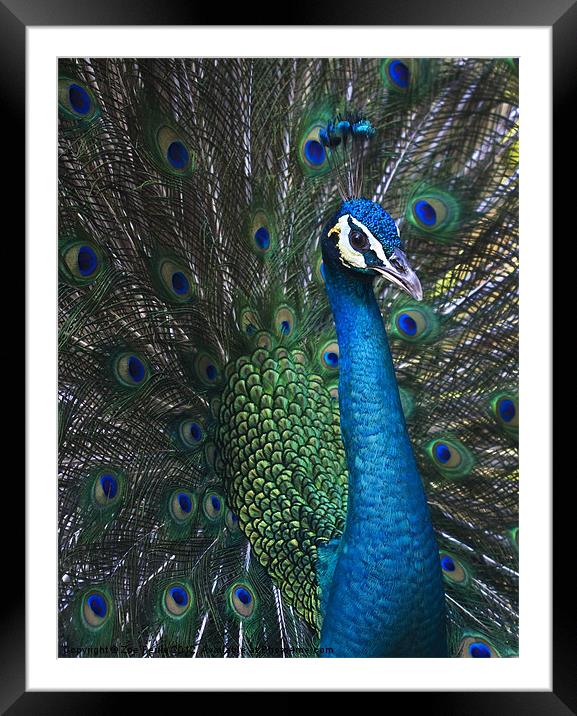 Male Peacock Framed Mounted Print by Zoe Ferrie