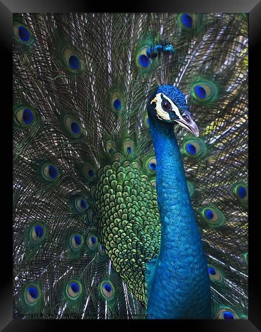 Male Peacock Framed Print by Zoe Ferrie