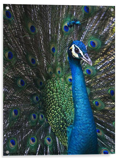 Male Peacock Acrylic by Zoe Ferrie