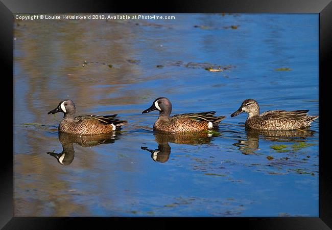 Ducks in a Row Framed Print by Louise Heusinkveld