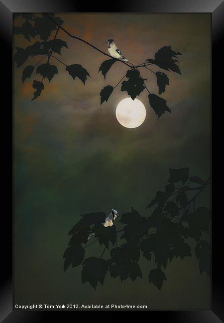 TOUCHED BY THE MOON Framed Print by Tom York