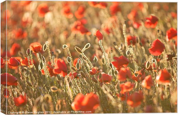 Poppy field in Golden Hour Canvas Print by Steve Hughes