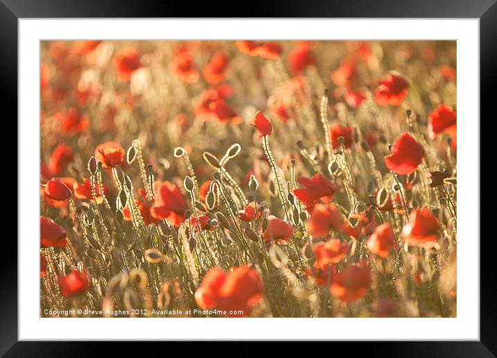 Poppy field in Golden Hour Framed Mounted Print by Steve Hughes