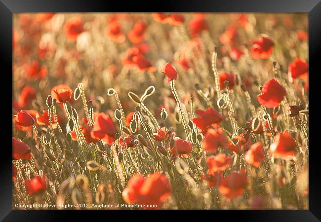 Poppy field in Golden Hour Framed Print by Steve Hughes
