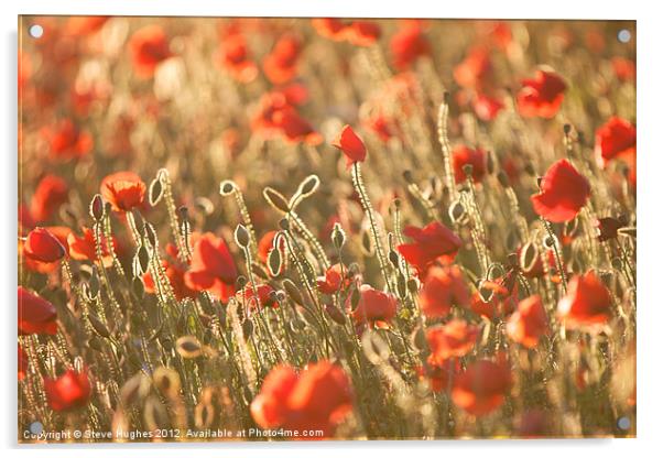 Poppy field in Golden Hour Acrylic by Steve Hughes