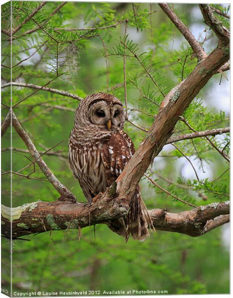 Barred Owl Canvas Print by Louise Heusinkveld
