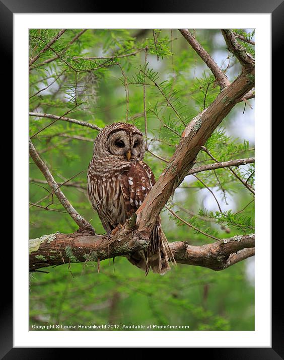 Barred Owl Framed Mounted Print by Louise Heusinkveld