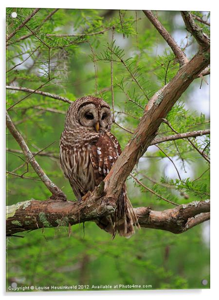 Barred Owl Acrylic by Louise Heusinkveld