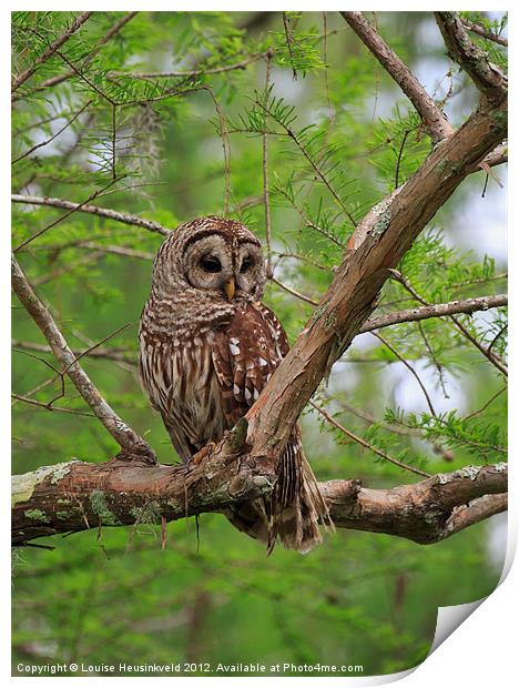 Barred Owl Print by Louise Heusinkveld
