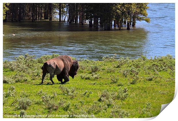 American Bison in Yellowstone Print by Louise Heusinkveld