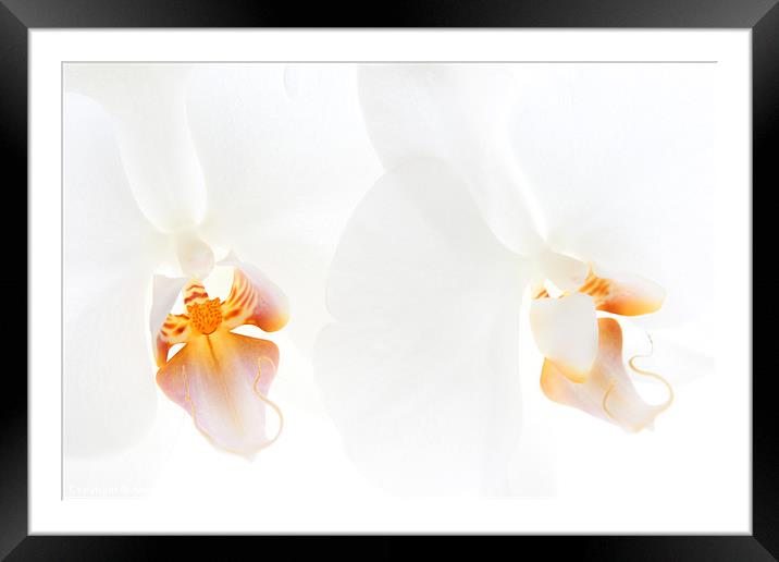 White Orchids Framed Mounted Print by Ann Garrett