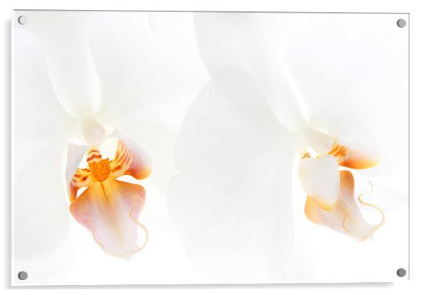 White Orchids Acrylic by Ann Garrett