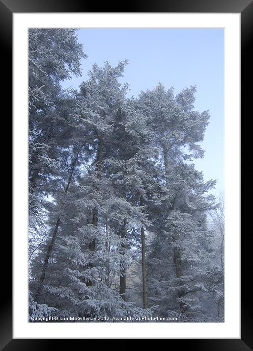 Snowy Trees Framed Mounted Print by Iain McGillivray