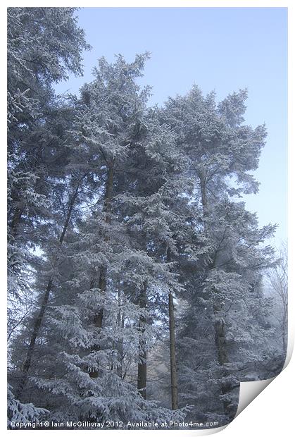 Snowy Trees Print by Iain McGillivray