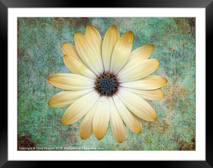 Cream Coloured Daisy Framed Mounted Print by Chris Thaxter