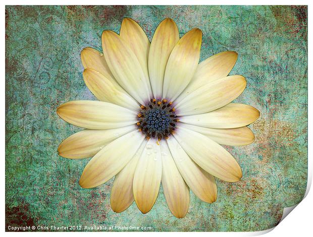 Cream Coloured Daisy Print by Chris Thaxter