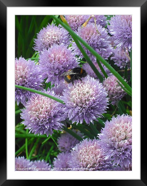 Summer Buzz! Framed Mounted Print by Eleanor McCabe
