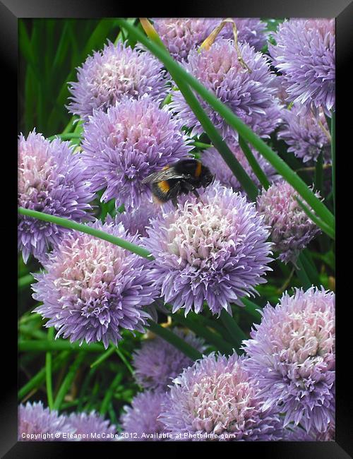 Summer Buzz! Framed Print by Eleanor McCabe
