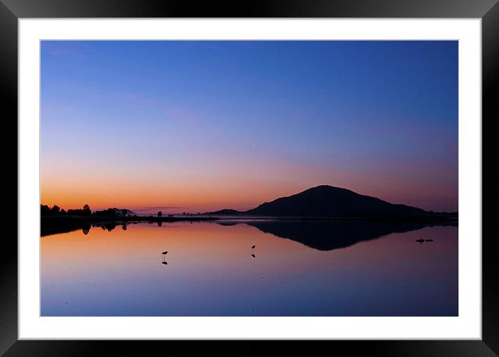 Avocets Aglow Framed Mounted Print by Stephen  Nicholson