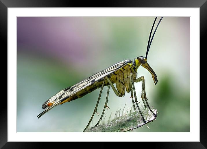 scorpion fly Framed Mounted Print by Iain Lawrie