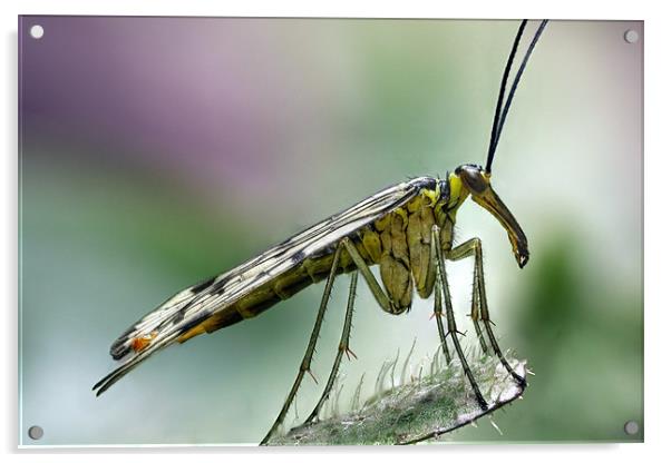 scorpion fly Acrylic by Iain Lawrie