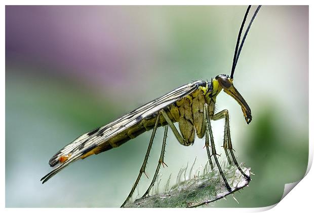 scorpion fly Print by Iain Lawrie