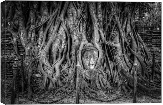 Buddha Head in Banyan Tree Canvas Print by Adrian Evans