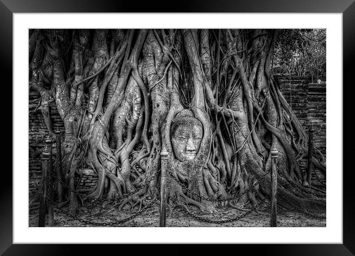 Buddha Head in Banyan Tree Framed Mounted Print by Adrian Evans