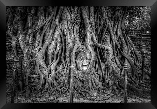 Buddha Head in Banyan Tree Framed Print by Adrian Evans