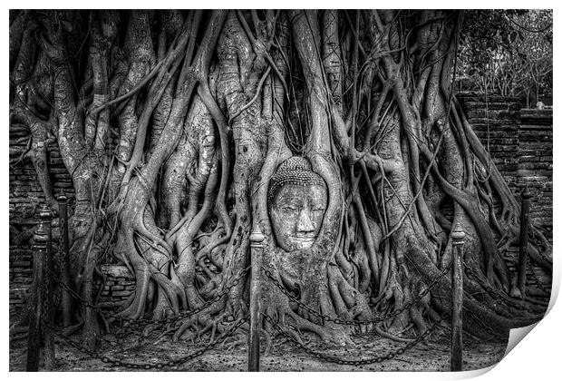 Buddha Head in Banyan Tree Print by Adrian Evans