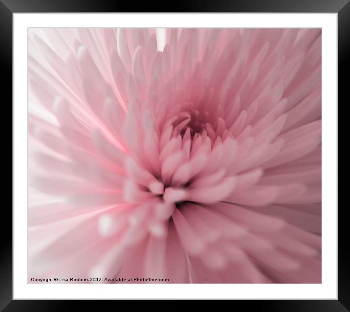 Close up flower Framed Mounted Print by Loren Robbins