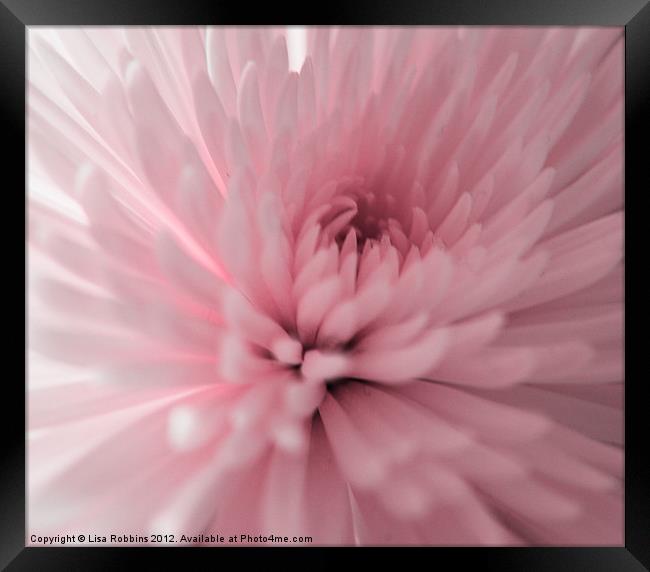 Close up flower Framed Print by Loren Robbins