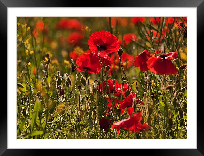 Backlit Poppies Framed Mounted Print by Dawn Cox