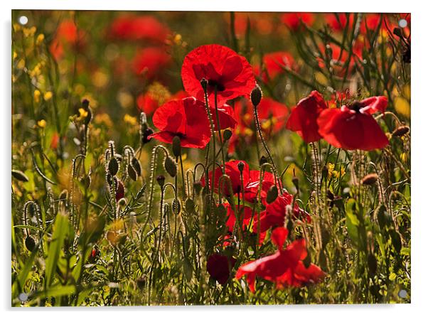 Backlit Poppies Acrylic by Dawn Cox