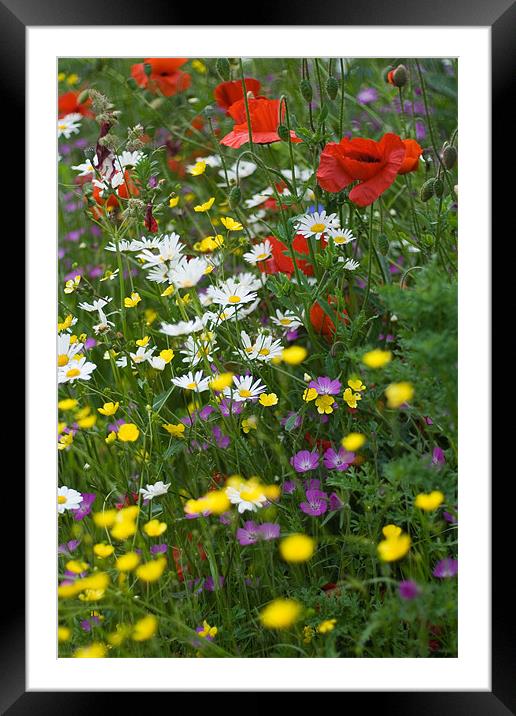 Wild Flower Meadow Framed Mounted Print by Wayne Molyneux