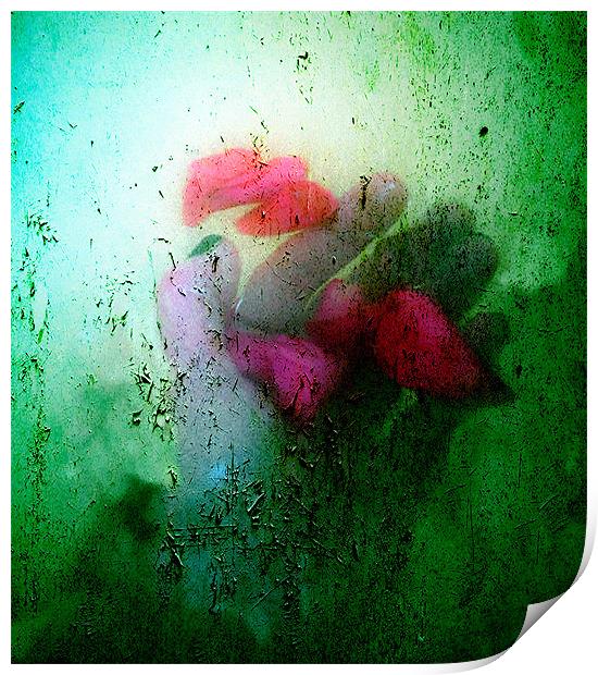 Hand holding rose petals Print by Dawn Cox