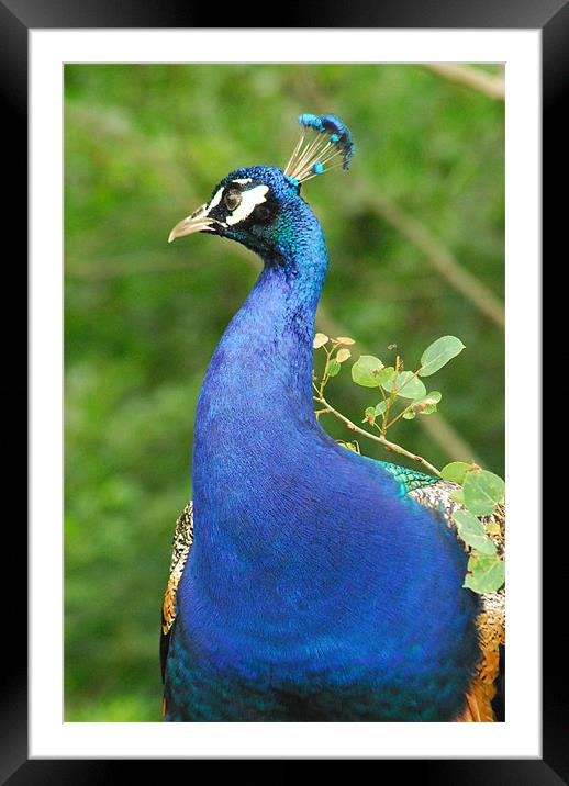 Peacock Framed Mounted Print by kate berkelmans