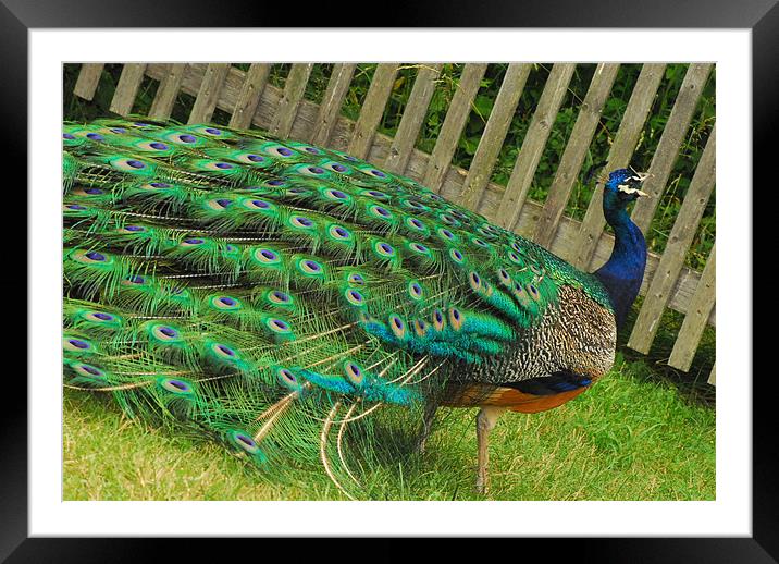 Beautiful Peacock Framed Mounted Print by kate berkelmans