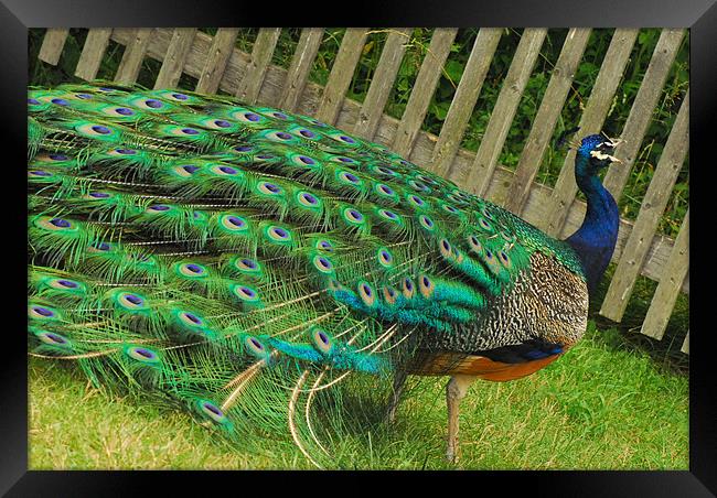 Beautiful Peacock Framed Print by kate berkelmans