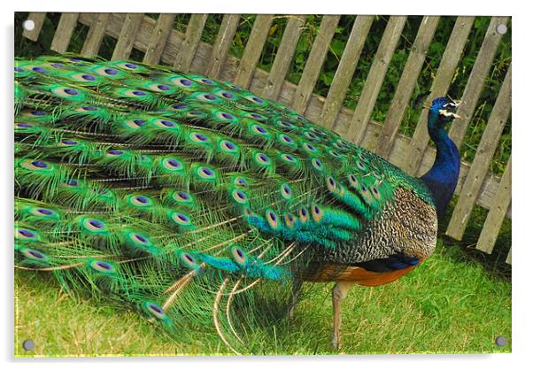 Beautiful Peacock Acrylic by kate berkelmans