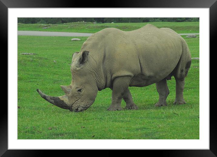 Male White Rhino Framed Mounted Print by kate berkelmans