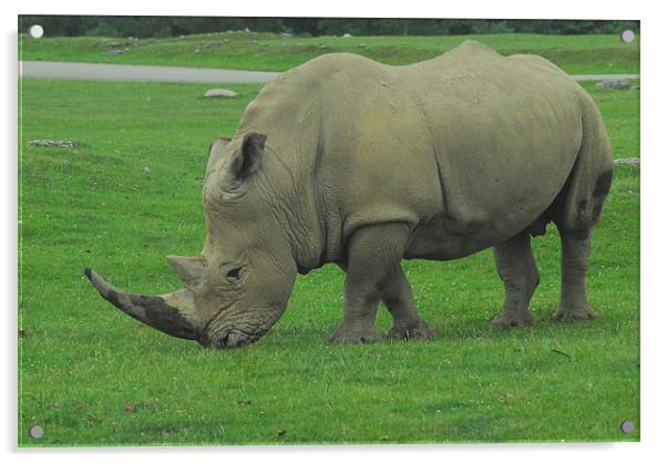Male White Rhino Acrylic by kate berkelmans