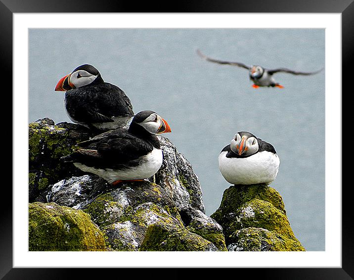 Flying In Framed Mounted Print by Laura McGlinn Photog