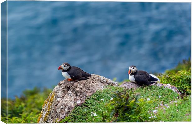 Two Puffins Canvas Print by Stephen Mole