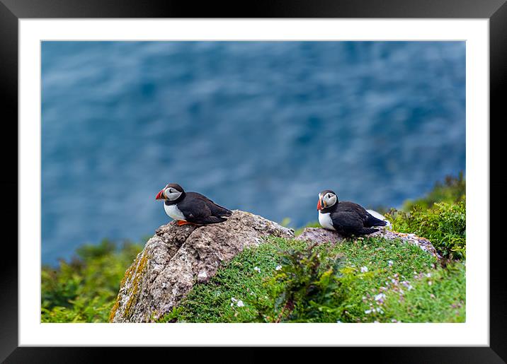 Two Puffins Framed Mounted Print by Stephen Mole
