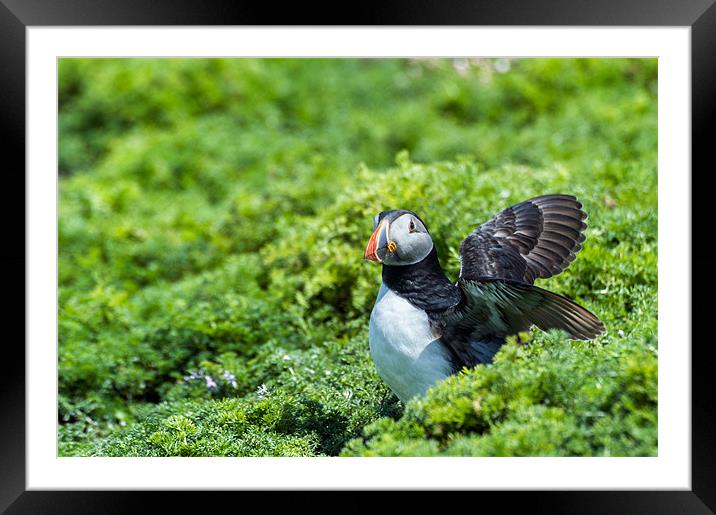 Puffin with opening wings Framed Mounted Print by Stephen Mole