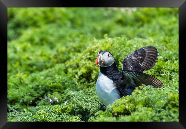 Puffin with opening wings Framed Print by Stephen Mole